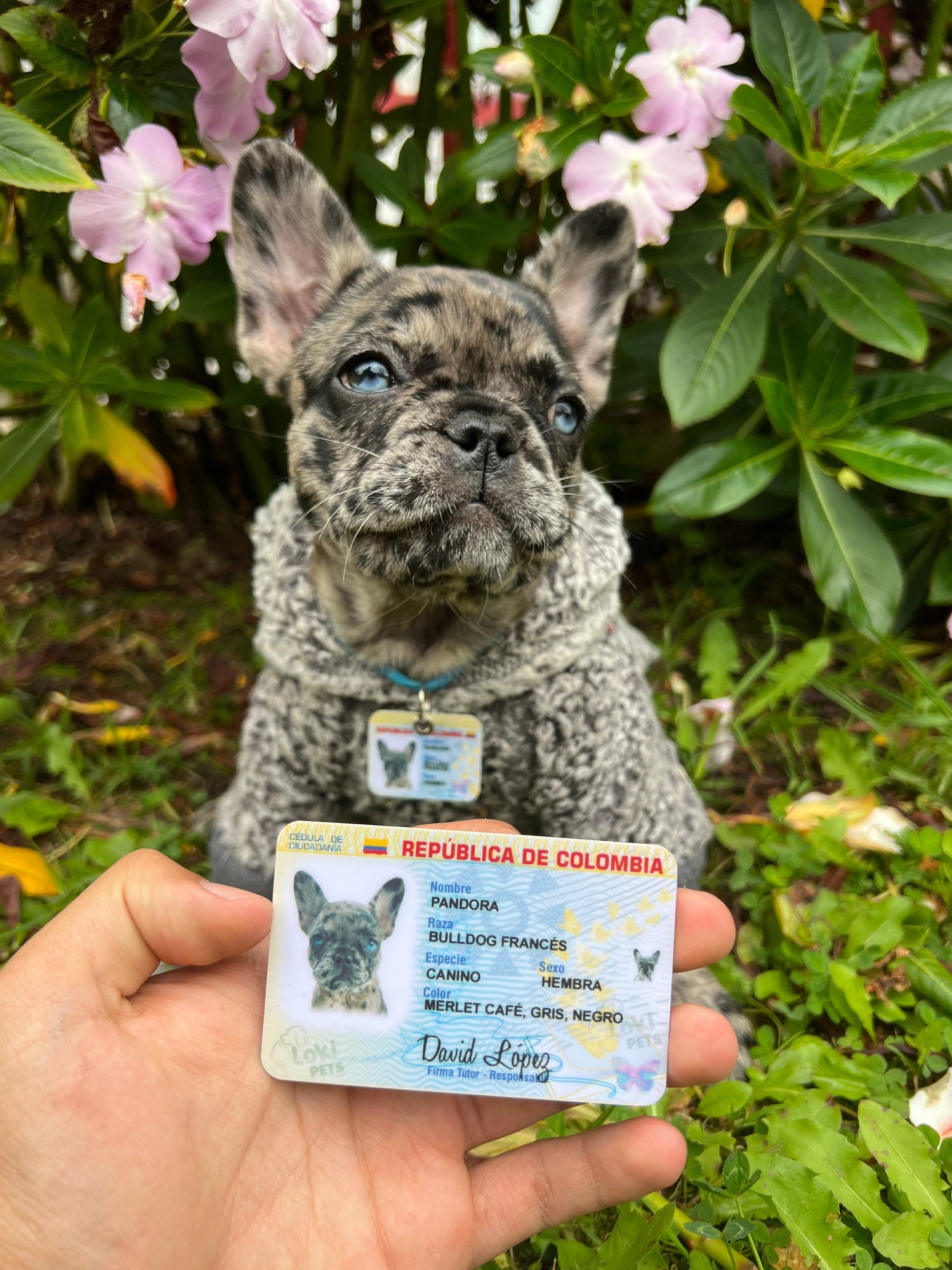 Ver Todo - Peludolandia